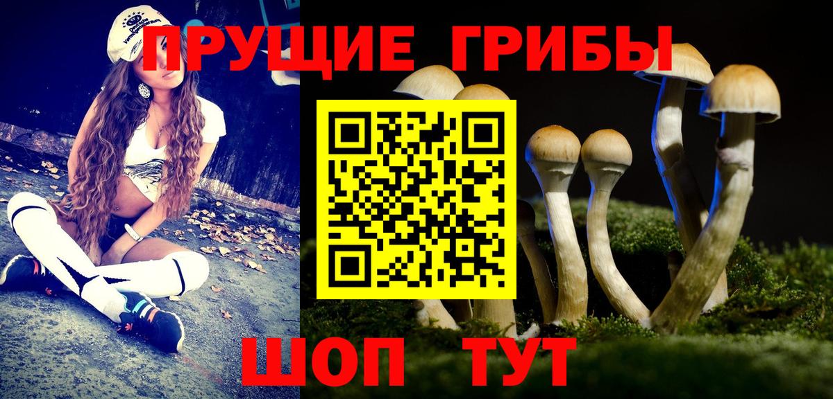 Псилоцибиновые грибы Psilocybe Калининград